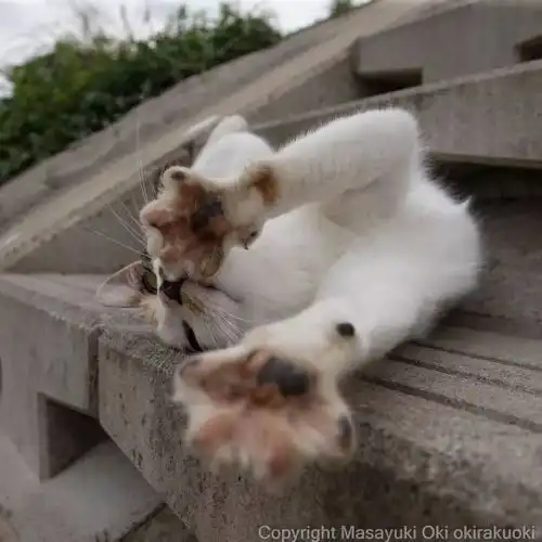 猫事打滚撒娇伸懒腰,这个摄影师拍街猫每张都能做成表情包
