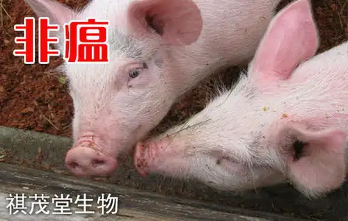 非洲猪瘟病毒的特点及其防控要点,非瘟防控中值得关注的中药或组方大全
