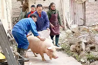 庆元网庆元县新闻门户网站
