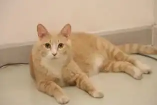 朋友恶搞猫咪,把蛇放在酣睡猫咪的肚子上,猫咪醒来后表情很丰富

