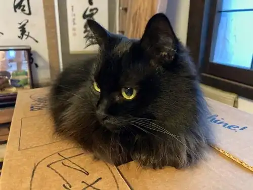 日本一男子用猫毛做时尚造型,网友对不起,我笑喷了
