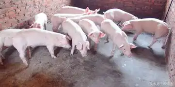 母猪难产看民间高手是怎么做的你又是怎么做的
