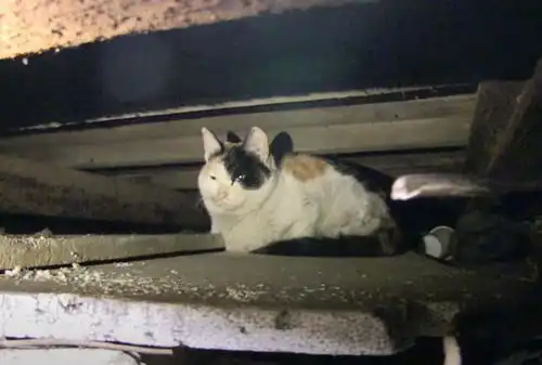 流浪三花猫,每天在站台等车,司机不让它上车,却值得信赖良顺
