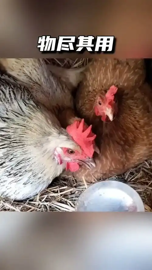 就是个勺子母鸡下蛋搞笑视频
