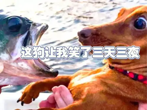 盘点那些沙雕行为这狗让我笑了三天三夜,只因太搞笑

