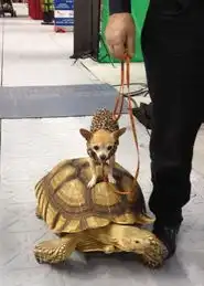 hold不住了超级萌物犯二瞬间
