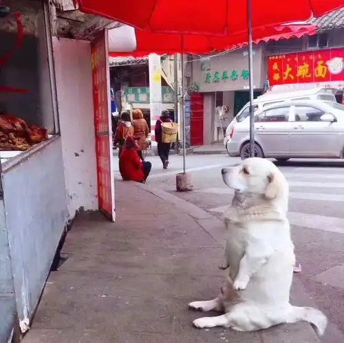 狗狗坐在肉店门口求食物,老板快点儿,我屁股都坐凉了
