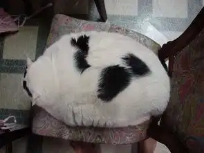 超级可爱搞笑的动物人见人爱
