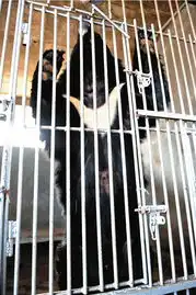 活熊取胆开放日用食物诱黑熊入笼抵制方被拒绝入场
