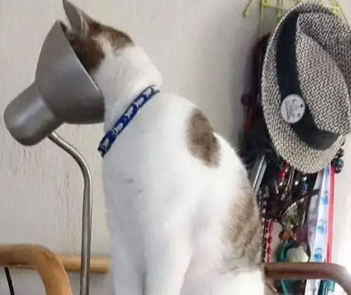 如果觉得生活无趣,那就养一只猫吧,这些搞笑照片就是最好的证明
