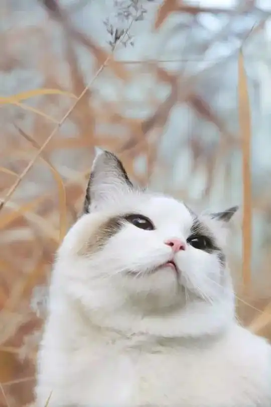 萌宠猫咪照
