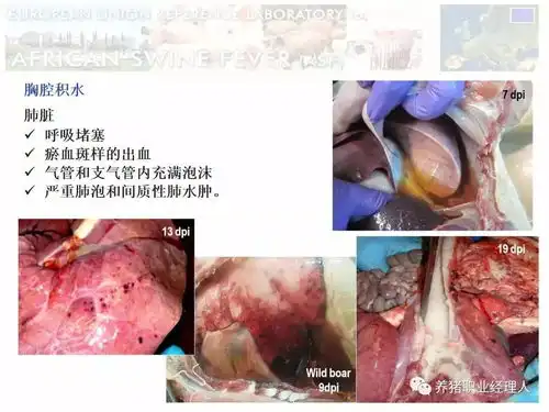 有图有真相猪出现这些情况,99得了非瘟

