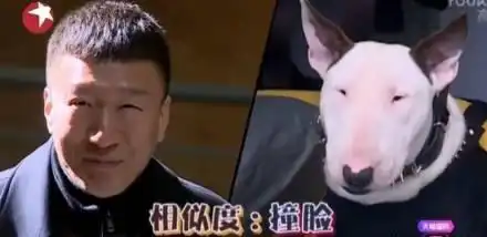 明星同款动物合集王俊凯张艺兴李易峰杨洋的动图太像了吧
