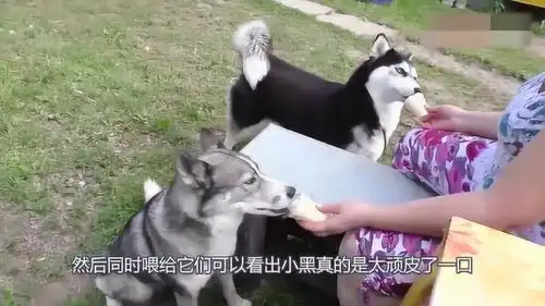 主人喂两只哈士奇吃冰淇淋,两只二哈的变现截然相反,太有趣了

