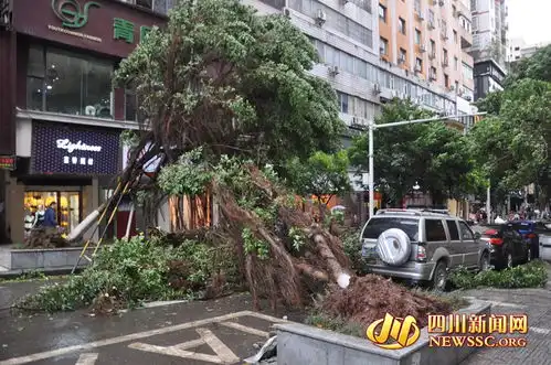 5日凌晨达州现大风天气多处行道树被连根拔起
