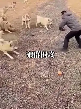 一群小可爱动物搞笑内容启发搜索
