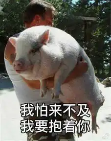 哼唧,那些红成表情包的掌上名猪
