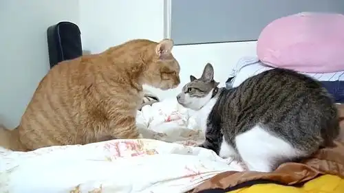 两只喵在打架,橘猫的表情太搞笑啦
