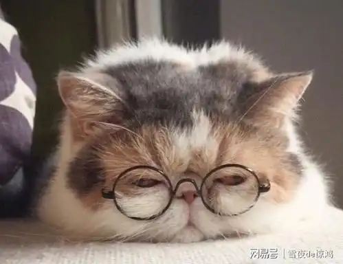 猫咬人手的原因有多可怕,你敢想象吗
