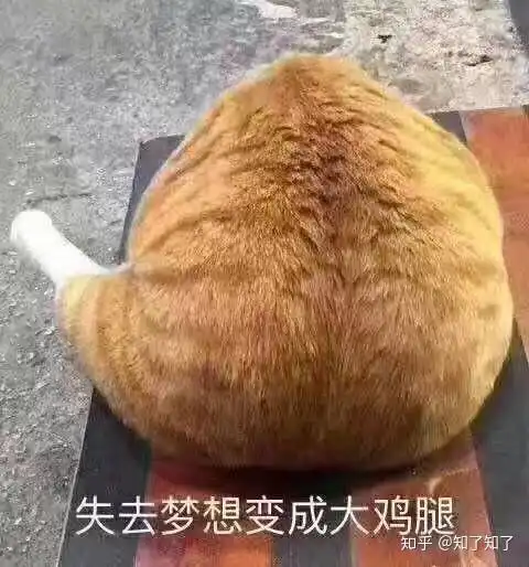 大家见过什么比较有趣的宠物照片呢
