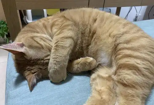 流体动物小猫咪也会落枕奇怪的睡姿,更奇怪的落枕方式
