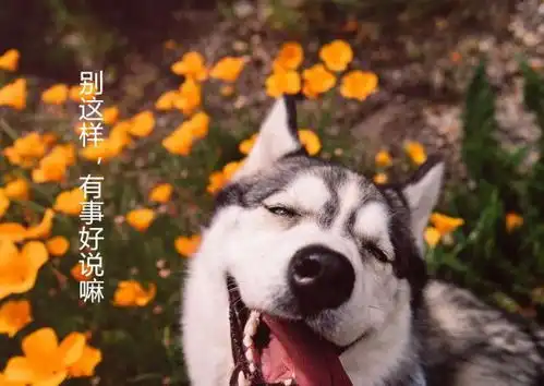 二哈不起床,女主打通一个电话后,二哈马上起来
