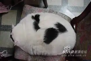 萌死你,不偿命,oo哈哈持续更新中,33楼更新
