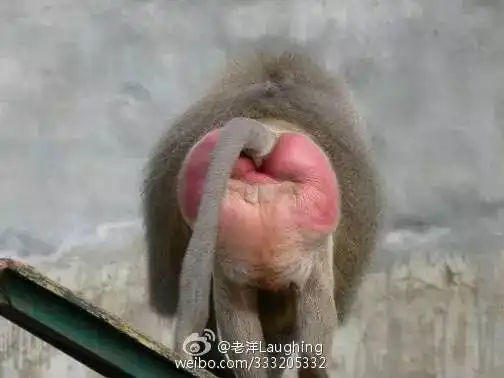 天津动物园的猴屁股为什么变红了看图片前请做好思想准备
