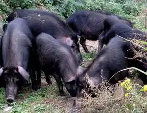 雏鹰农牧的9大奇谈建豪华猪圈搞电商平台玩电竞
