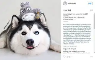 异色瞳哈士奇,眯眼笑颜与神秘双色瞳间的反差魅力
