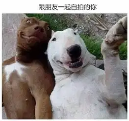 给图片配上神一样的文字,哈哈哈哈
