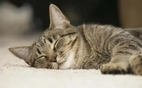 猫咪能喝咖啡吗科瑞卡科普
