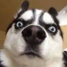 求一些像这样猥琐或者贱贱或淫荡好玩有趣的动物头像壁纸

