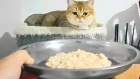 小母猫战战兢兢躲避大母猫,却意外掉到大母猫面前,哼,干就完了
