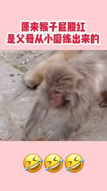 原来猴子的屁股红,是父母从小磨练出来的这也太搞笑了
