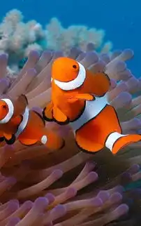 海底世界高清壁纸图片
