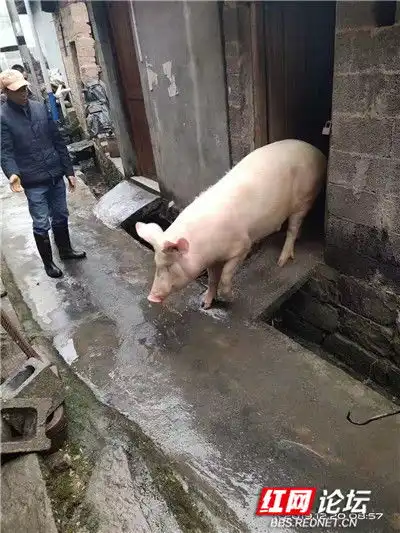 肉香滚滚才是年我心中真正的年味从杀年猪开始
