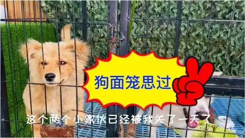 狗欺负猫,被我关笼子一天,让它面笼思过,把它们放出来那一刻,它们兴奋疯了
