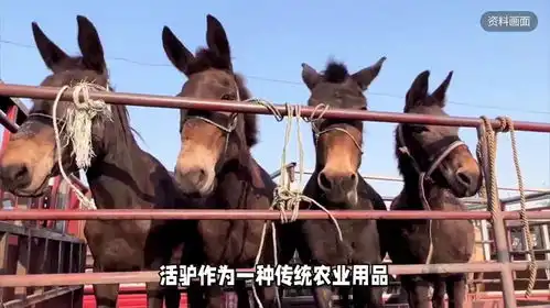 大哥回应直播间卖活驴卖了上千头网友发的哪家快递
