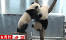 每周搞笑gif图片大合集乐游网第一期首页
