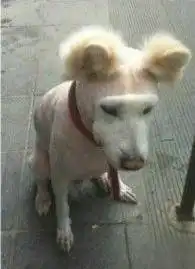 搞笑趣图狗狗被剃毛以后,不由得怀疑狗生了1
