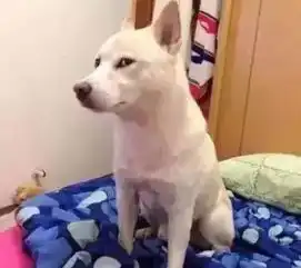已笑疯养狗后你会发现,狗就是一只醋坛子,动不动就打翻了啊
