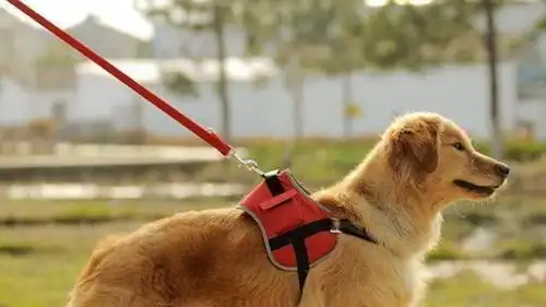 金毛独自出去干架被揍,幸得马犬大哥相助,结果爆笑
