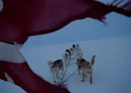 冰天雪地,与你同行图片第10703张狗狗搞笑图片
