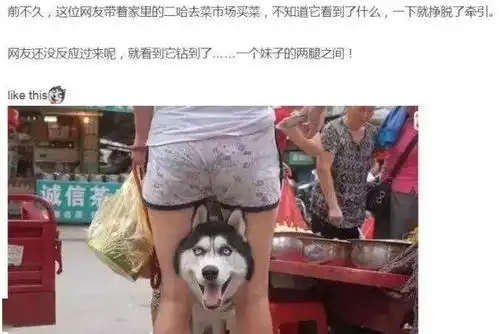 哈士奇真是一个神奇的物种,二哈的世界我们真的不懂哈哈哈哈
