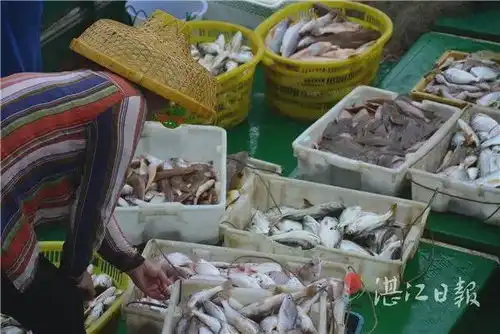 即将到胃广东人的海鲜自由要回归了
