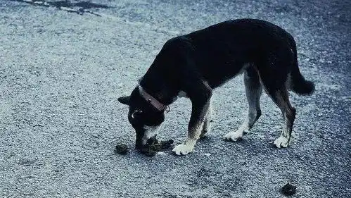 搞笑段子妈妈,你叫狗狗给我留点
