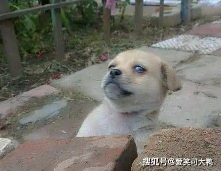 搞笑段子与趣图我20块钱一碗的牛肉面,怎么才一块牛肉

