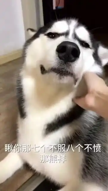 搞笑二哈哎呀,果然是吵架没输过,打架没赢过家里的那些本事呢
