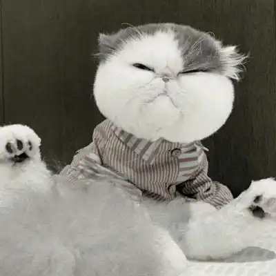微信头像可爱猫猫咪可爱高清头像图片
